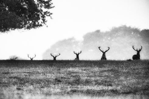 Ascent of Stag MONO - Print